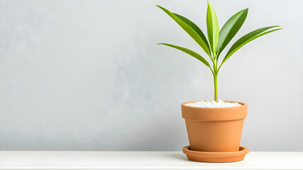 Fototapeta premium Green Potted Plant with Broad Leaves on Minimalist Shelf Display