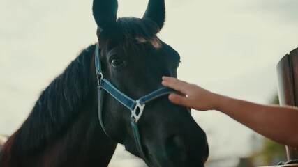 Gentle connection between human and horse in close-up touching moment at sunset