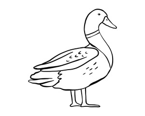 Outline standing duck. Vector line illustration pond bird isolated on white background. Duckling doodle