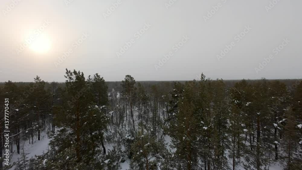 Aufkleber Explore a breathtaking aerial view of a tranquil snow-covered forest bathed in soft sunlight. The drone reveals endless rows of trees, creating a serene winter wonderland.