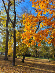 autumn in the park © Ola