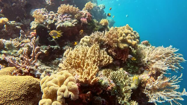 Traveling shot on an underwater tropical reef.