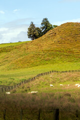 New Zealand Hillside Pasture with Grazing Sheep