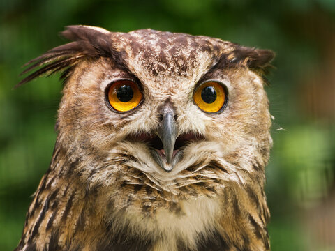 Detailed portrai of Eurasian eagle-owl with orange eyes on green background , sunny day,