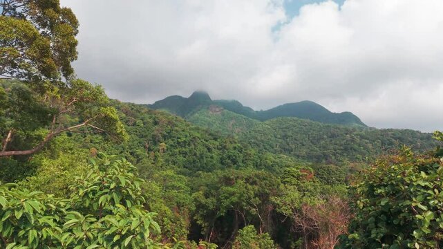 Green vegetation covers the landscape, creating a vibrant and dense forest stretching across rolling hills, partially obscured by a cloudy sky