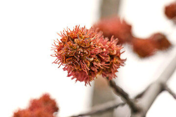  sugar maple or silver maple flowers. sugar maple or silver maple flowers.