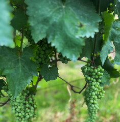 Clusters of green grapes on a vineyard bush close up in Georgia. Concept of grape cultivation for Georgian wine, traditional winemaking, organic farming, viticulture