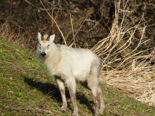 Fototapeta premium ニホンカモシカ
