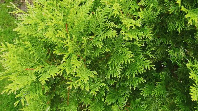 Green branches of thuja close-up