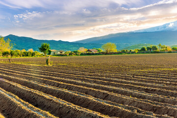 Rows of furrows on Agricultural landscape near a farm, a plowed field in the countryside. The...