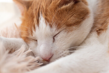 窓辺で眠る可愛い猫　茶トラ白