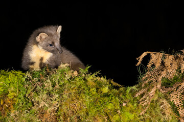 Naklejka premium Pine Marten, Dumfries & Galloway, Scotland