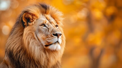 Fototapeta premium A lion with a long mane stands in front of a tree with orange leaves
