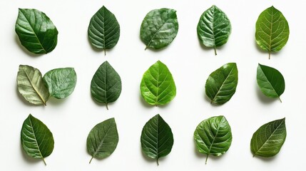 Creative arrangement of recycling symbols crafted from vibrant green leaves on a clean white background showcasing eco-friendly design aesthetics