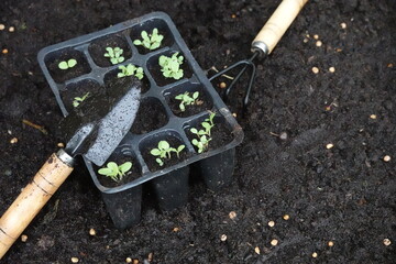 seedbed tools with young lettuce plants growing in seedbed and make repotting