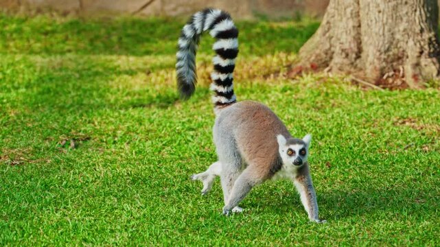 Ring tailed lemur on the green grass. Animal with protruding muzzle and orange eyes. Observing the animal's behavior