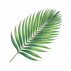 realistic green leaf of palm tree isolated on white background