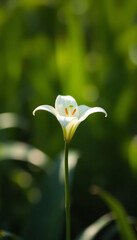 Obraz premium Single White Lily