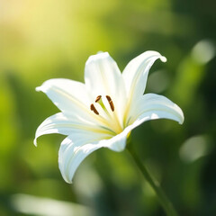 Fototapeta premium Single White Lily