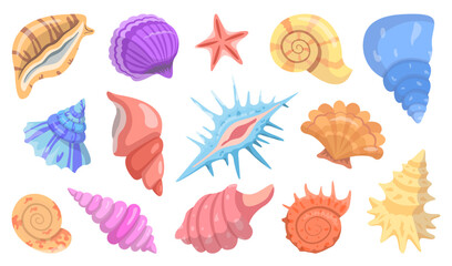 Collection of Sea Shells, Molluscs and Starfish.