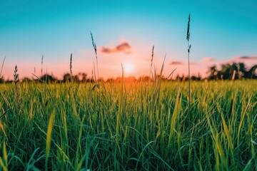Golden sunlight bathes tall grass in a peaceful meadow at dusk