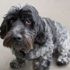 Porträt eines Mischlingshund