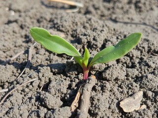 Sugar beet. The first spring shoots of plants in macro format plus improvements from artificial intelligence. The first two forks-leaves of sugar beet