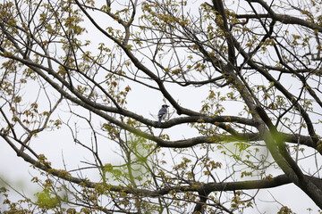 American crow perched in a tree among spring foliage in Banff, Alberta, captured on a cloudy morning