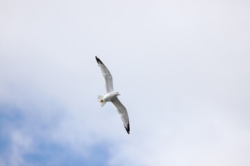 Obraz premium Ring-billed Gull soaring high against cloudy white sky in Banff Canada, April 2019