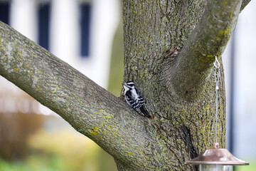 Downy Woodpecker perched on tree trunk near bird feeder, Banff Canada, April 2019