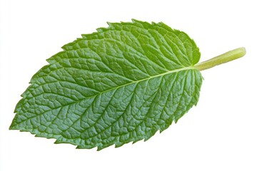 Fresh Mint Leaf Closeup