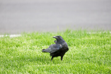 Two crows interacting on a road in Banff National Park, Canada, with green grass in the background