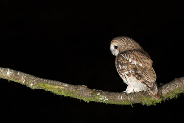 Tawny Owl, Dumfires & Galloway, Scotland
