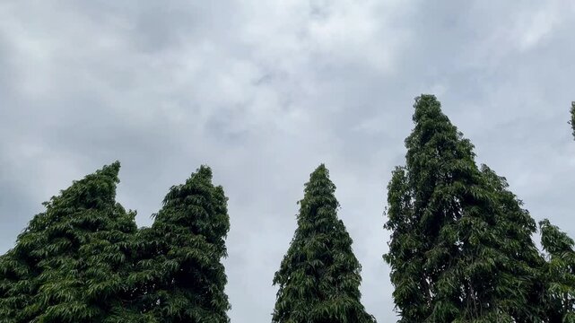 Tall Polyalthia Longifolia Trees Swaying in the Wind Under a Cloudy Sky