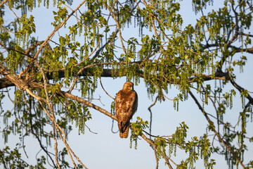 A brown hawk perched calmly on a tree branch surrounded by bright green spring foliage in Banff, Canada
