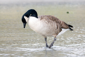 Bernache du Canada (Branta canadensis) marchant dans l’eau dans le Bois de Vincennes