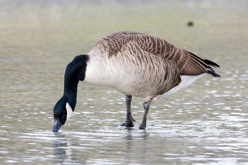 Bernache du Canada (Branta canadensis) marchant dans l’eau dans le Bois de Vincennes