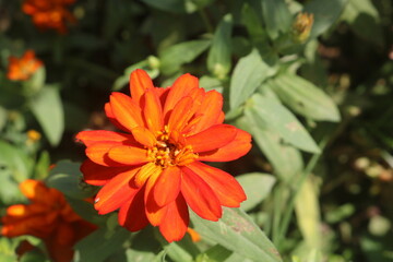 Vibrant Orange Zinnia Flower - Garden Bloom, Nature Photography
