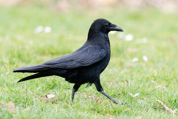 Corneille noire (Corvus corone) dans le Bois de Vincennes