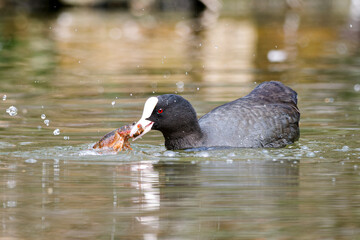 Foulque macroule (Fulica atra) en train de pêcher, avec une écrevisse dans le bec, dans l'eau du Bois de Vincennes