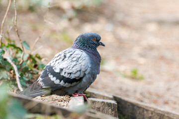 Pigeon biset (Columba livia) au sol dans le Bois de Vincennes