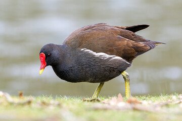 Poule d'eau (Gallinula chloropus) en recherche de nourriture dans l'herbe