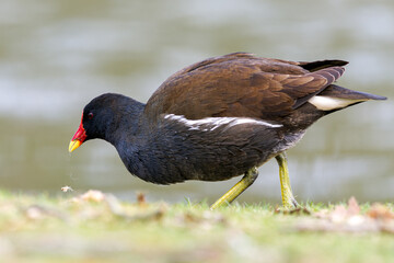 Poule d'eau (Gallinula chloropus) en recherche de nourriture dans l'herbe