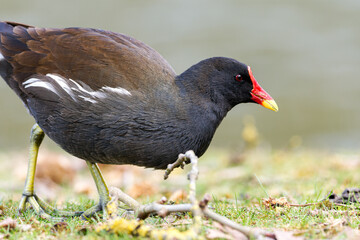 Poule d'eau (Gallinula chloropus) en recherche de nourriture dans l'herbe