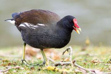 Poule d'eau (Gallinula chloropus) en recherche de nourriture dans l'herbe