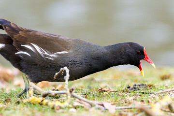 Poule d'eau (Gallinula chloropus) en recherche de nourriture dans l'herbe