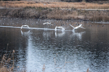 オオハクチョウ、朝日に向かって飛び立つオオハクチョウの群れ、栃木県大田原市羽田沼（はんだぬま）