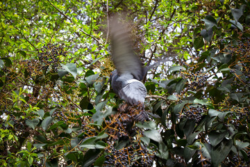 a pigeon flaps its wings sitting on a branch of a bird cherry bush surrounded by a lot of foliage and berries