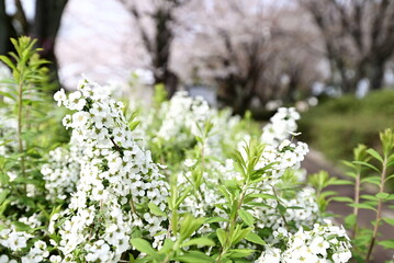白い花が咲くユキヤナギの風景