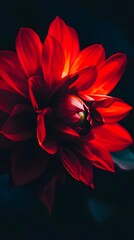 Fototapeta premium Close up shot of a lush vibrant red flower blooming against a dark moody background with a dramatic cinematic lighting effect for a aesthetic